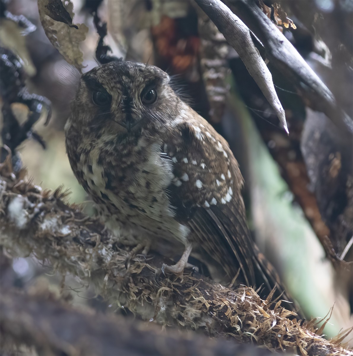 Mountain Owlet-nightjar - Gary Rosenberg