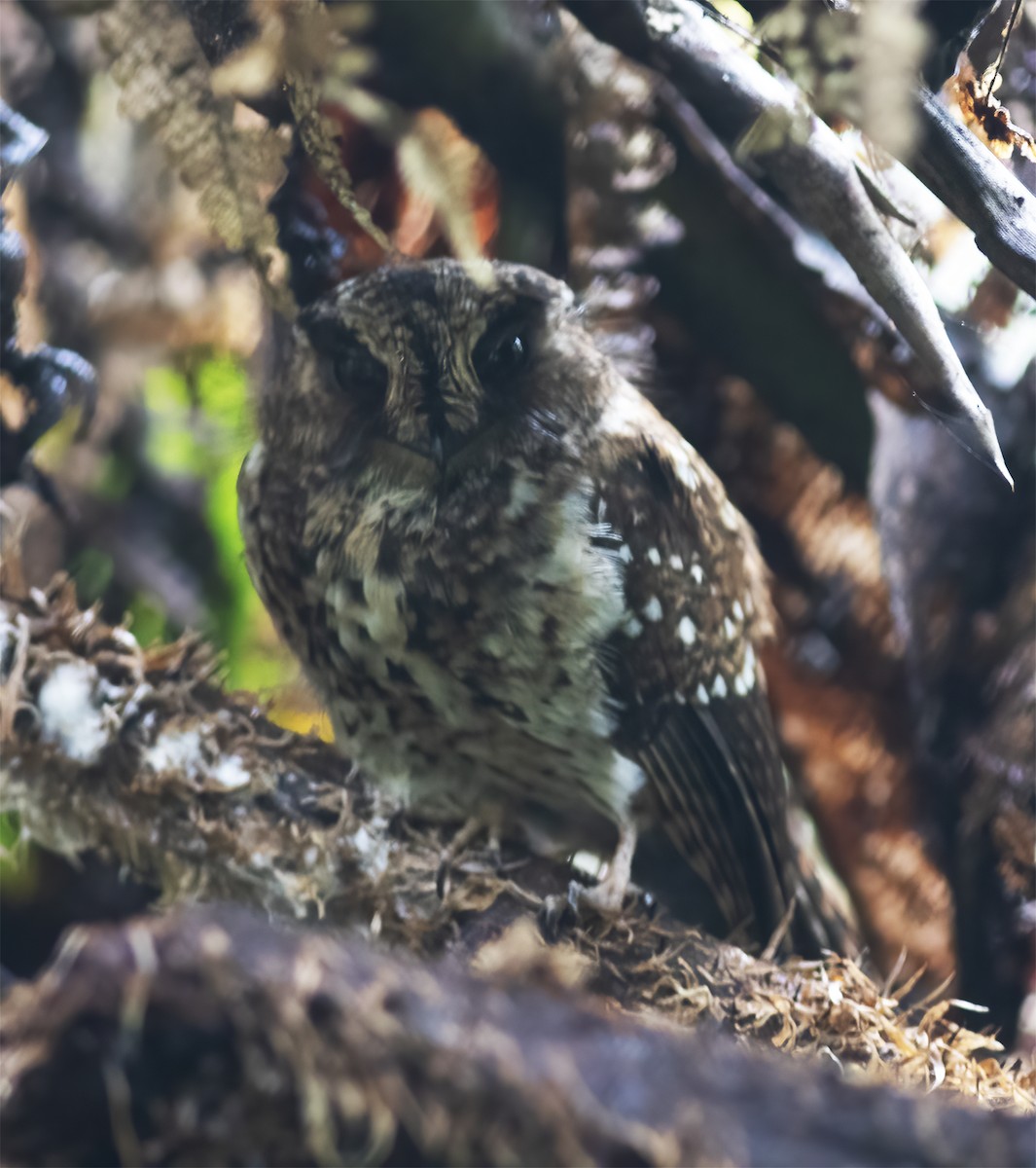 Mountain Owlet-nightjar - ML617189245