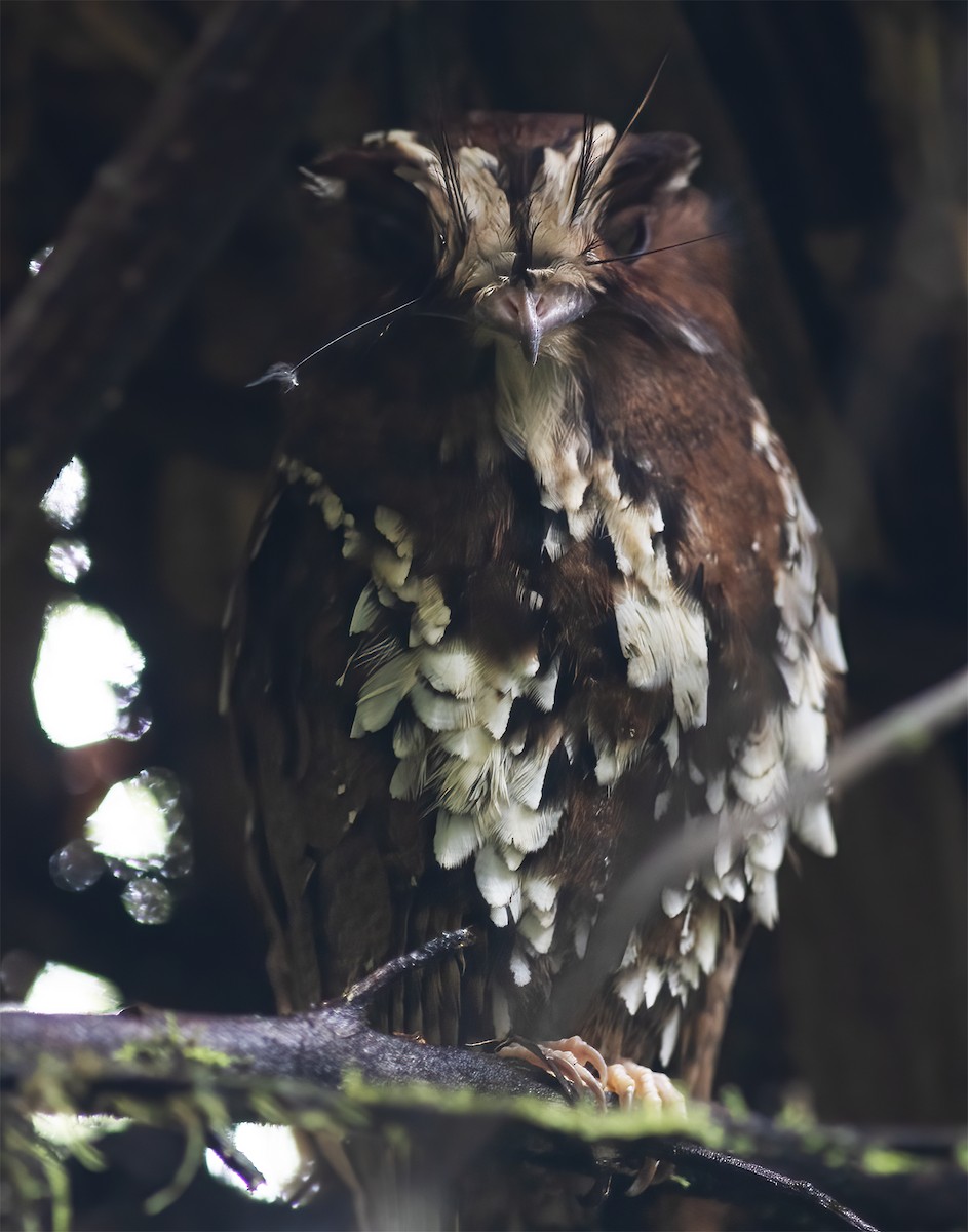 Feline Owlet-nightjar - ML617189286