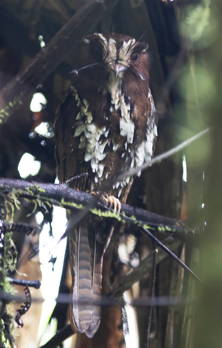 Feline Owlet-nightjar - ML617189287