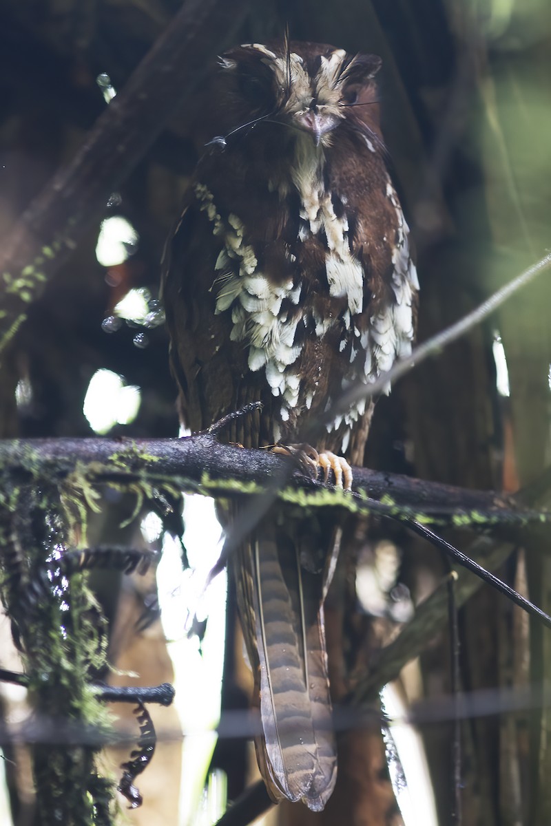 Feline Owlet-nightjar - ML617189288