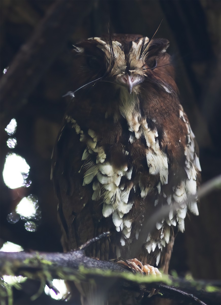 Feline Owlet-nightjar - ML617189289