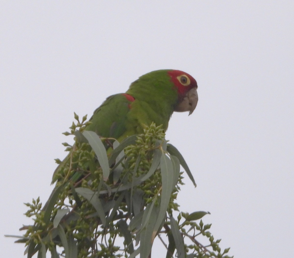 Red-masked Parakeet - ML617189372