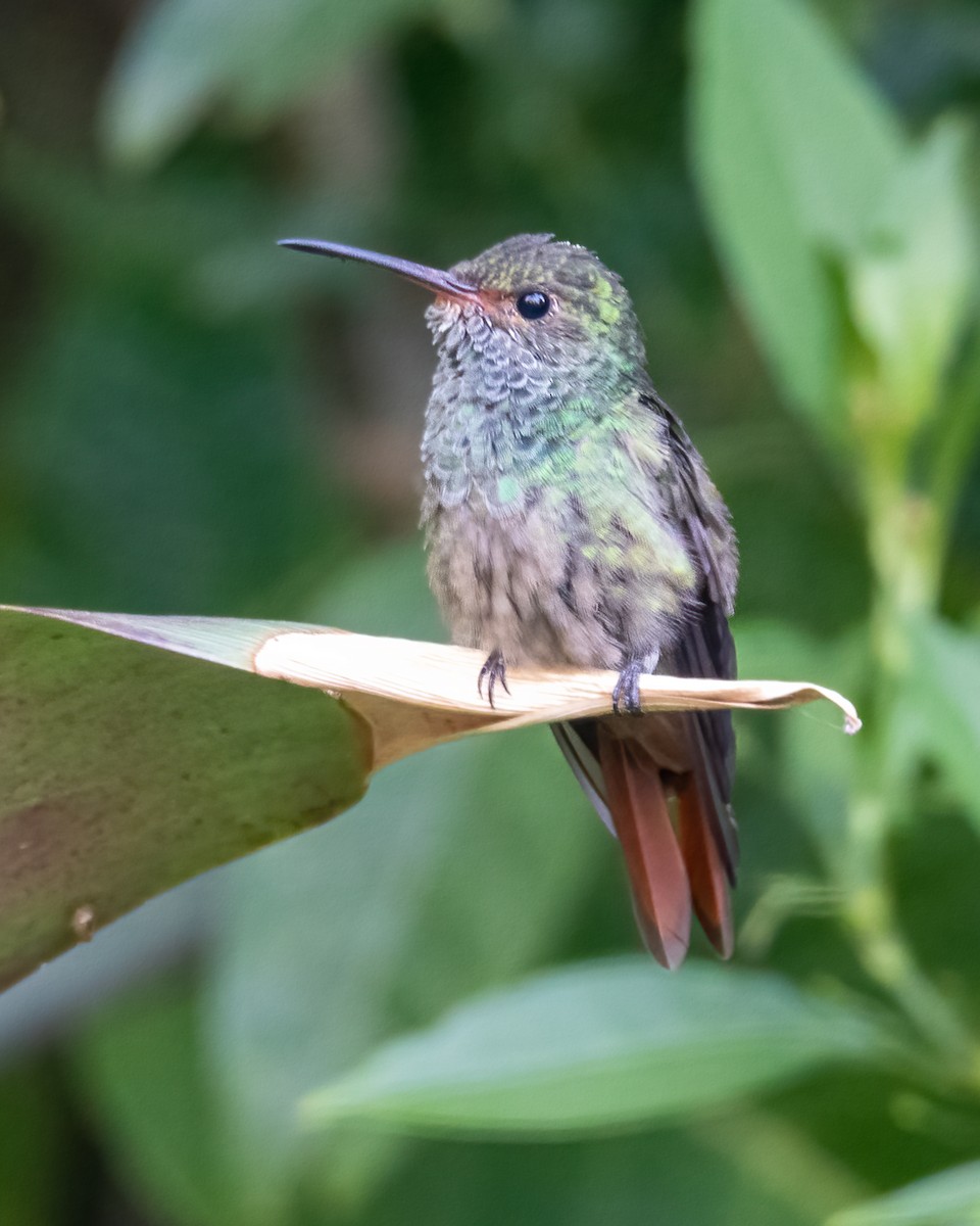 Rufous-tailed Hummingbird - ML617189388