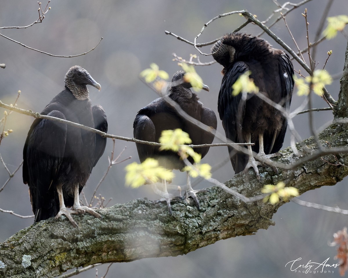 Black Vulture - ML617189552