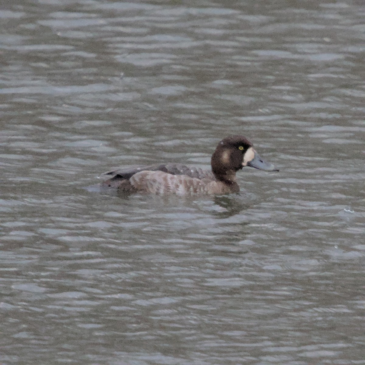Greater Scaup - ML617189588