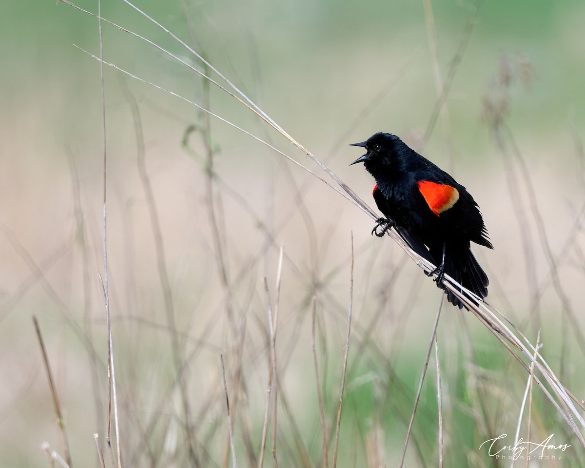 Red-winged Blackbird - ML617189595
