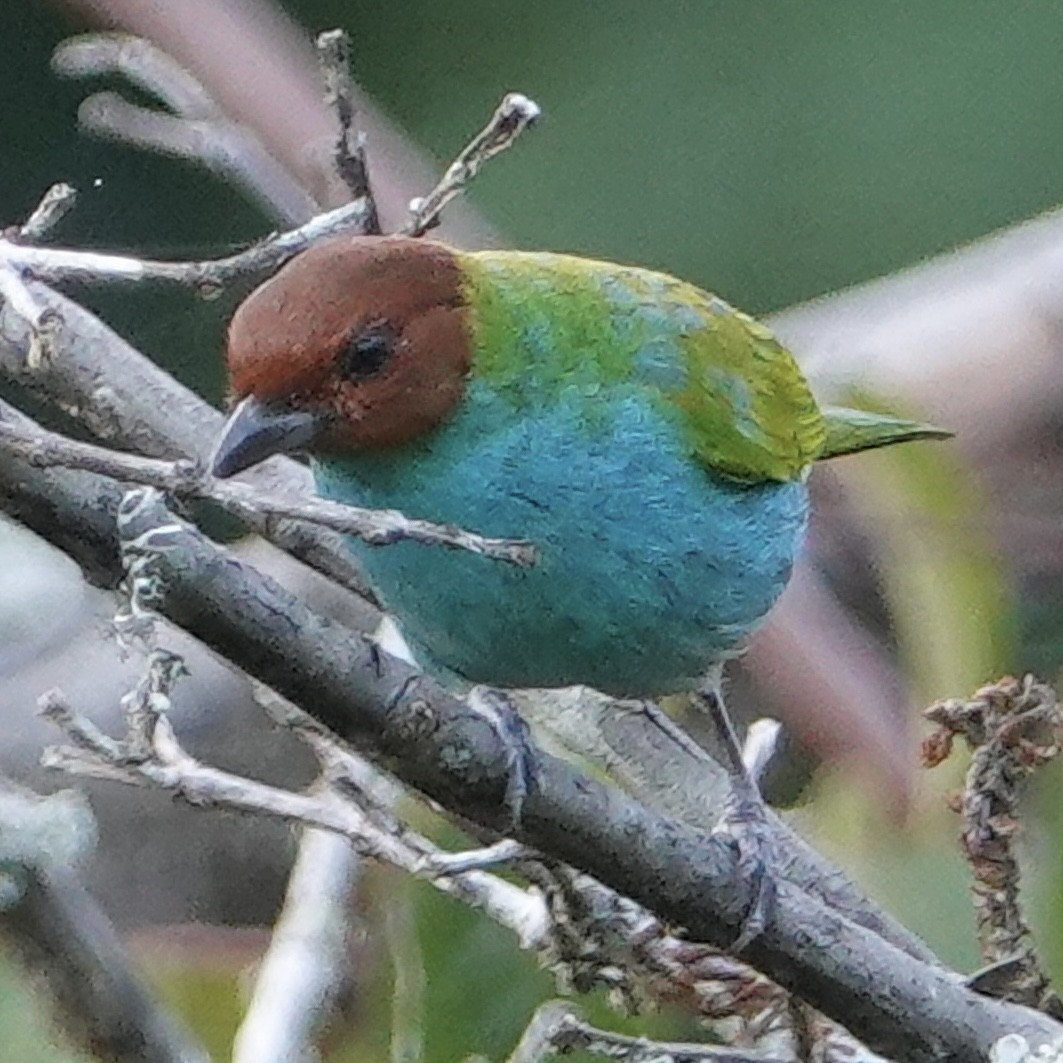 Bay-headed Tanager - ML617189630