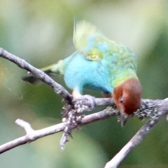 Bay-headed Tanager - ML617189647