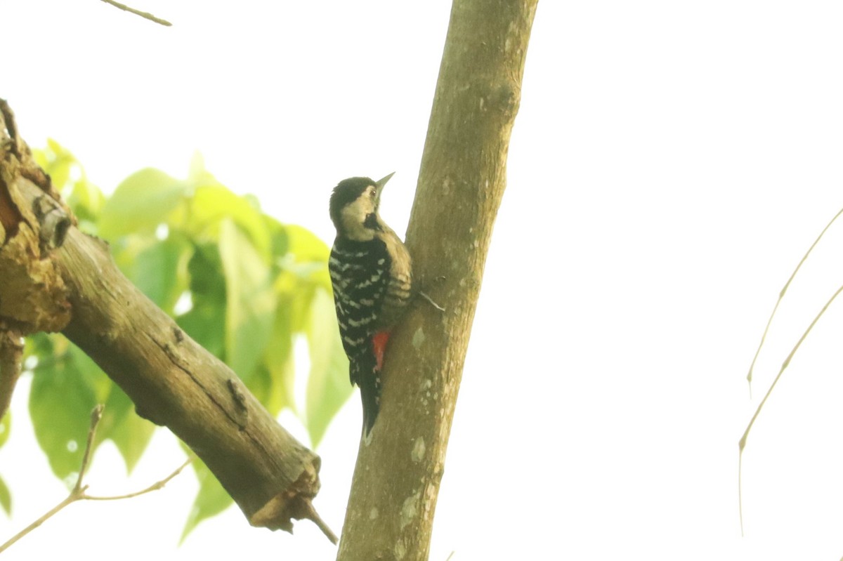 Fulvous-breasted Woodpecker - ML617189652