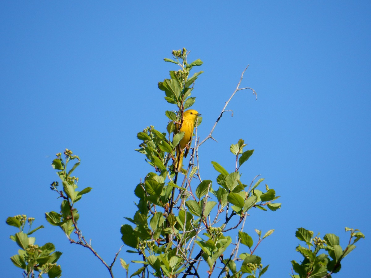 Yellow Warbler - ML617189833