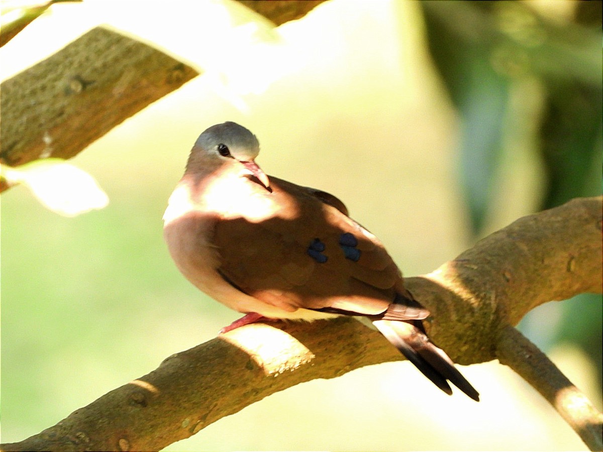 Blue-spotted Wood-Dove - ML617189836