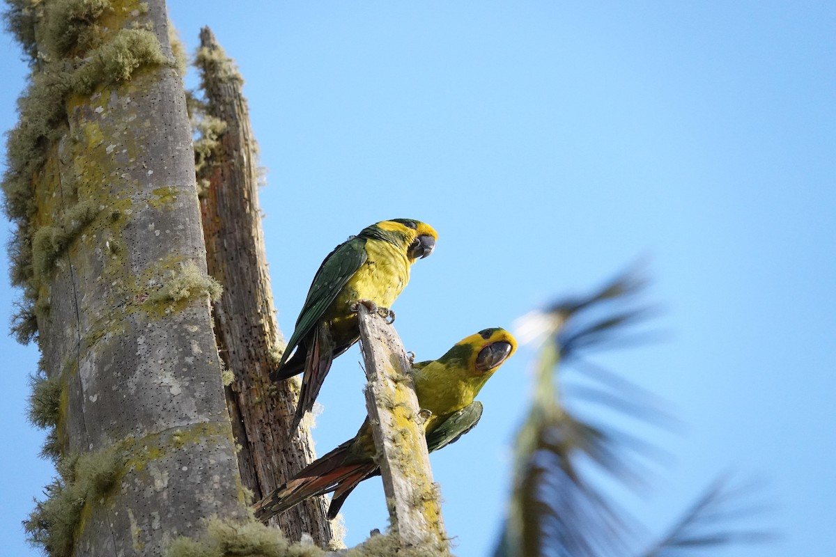 Yellow-eared Parrot - ML617189869