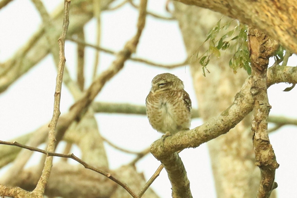 Spotted Owlet - ML617189871