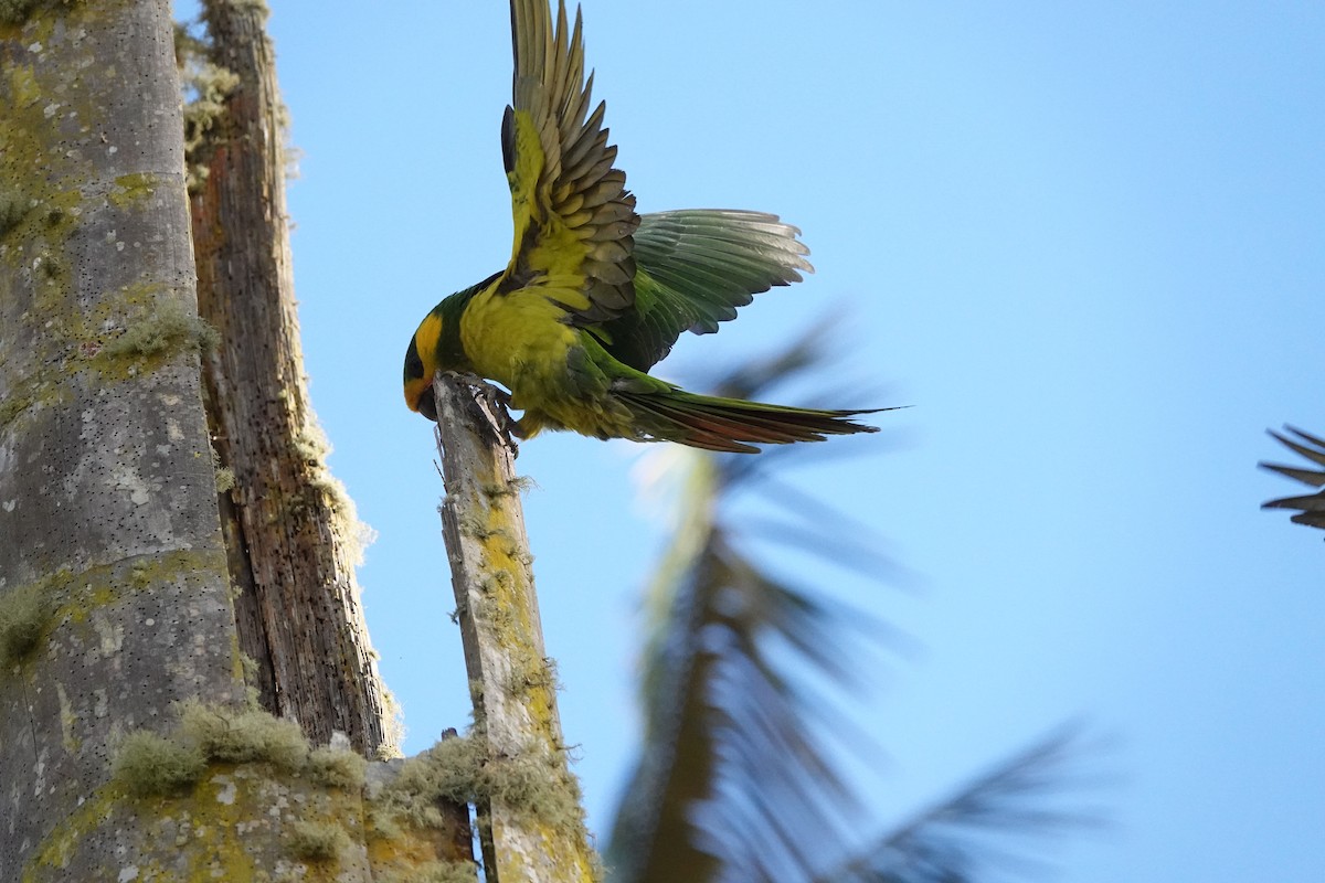Yellow-eared Parrot - ML617189881