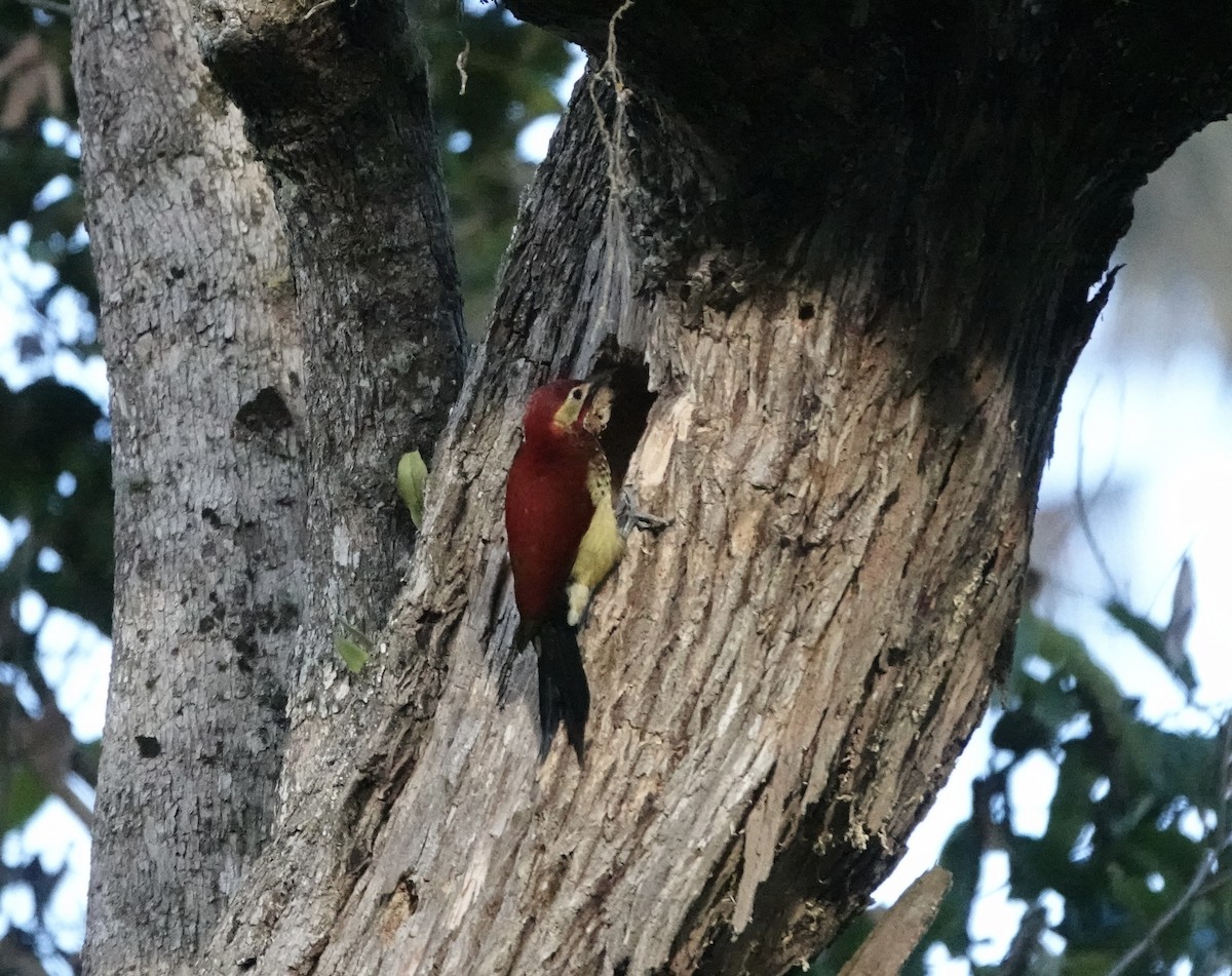 Crimson-mantled Woodpecker - ML617189900