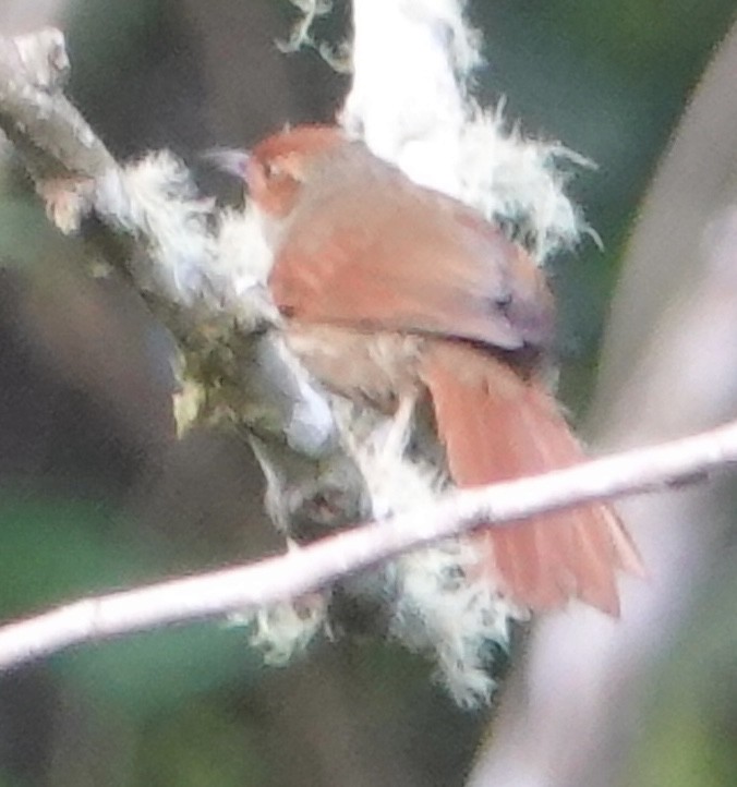 Red-faced Spinetail - ML617189909
