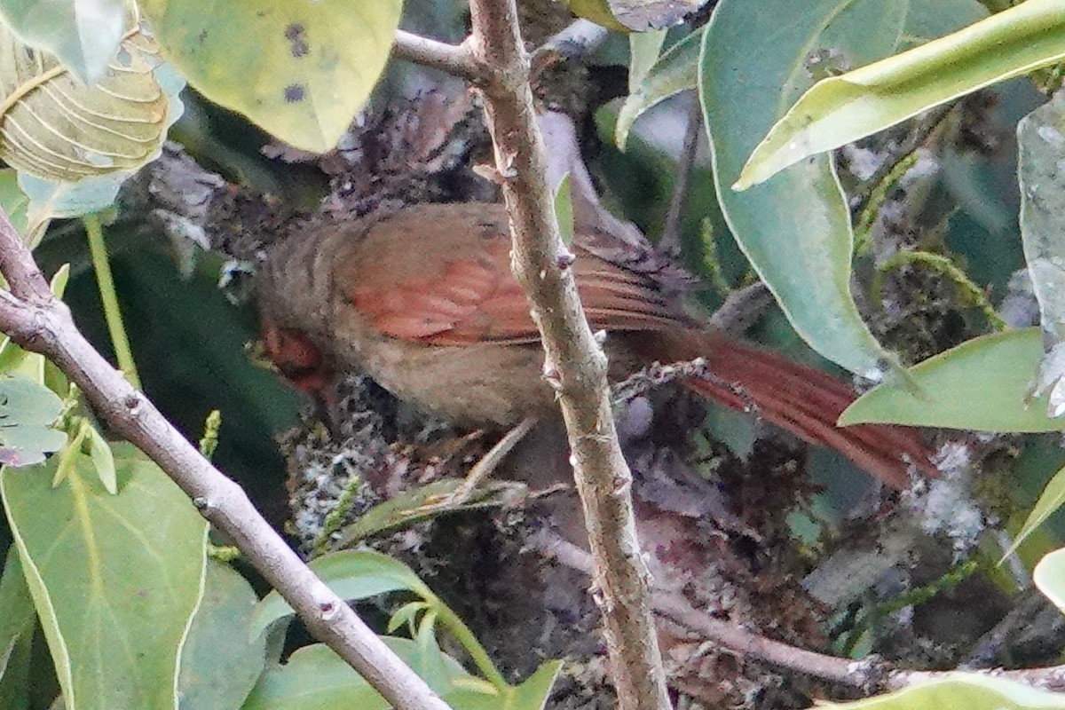 Red-faced Spinetail - ML617189910