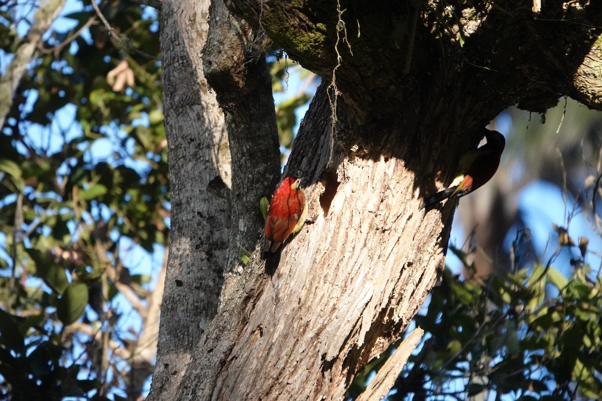 Crimson-mantled Woodpecker - ML617189914