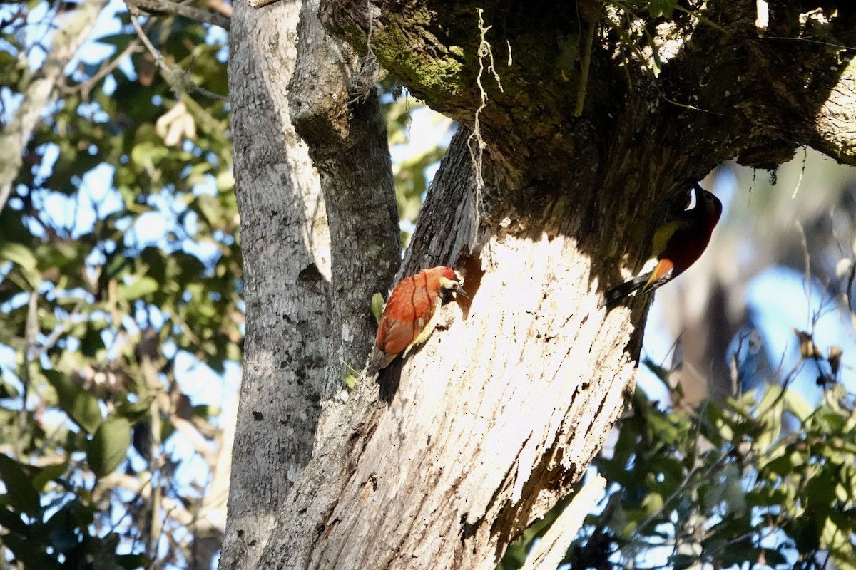 Crimson-mantled Woodpecker - ML617189915