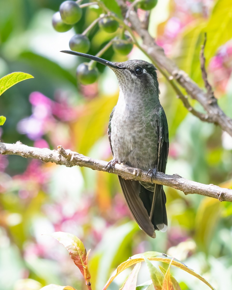 Talamanca Hummingbird - ML617189924