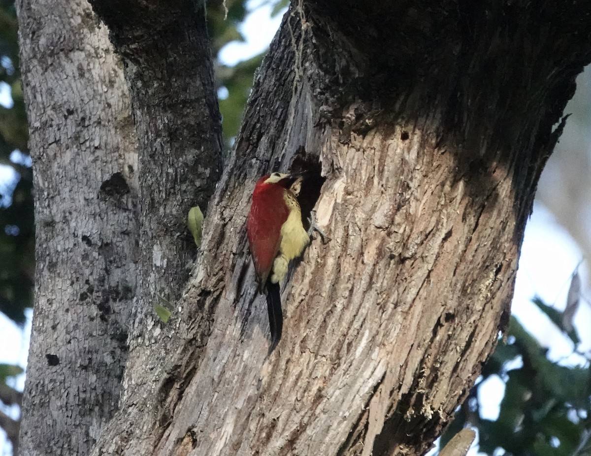 Crimson-mantled Woodpecker - ML617189932
