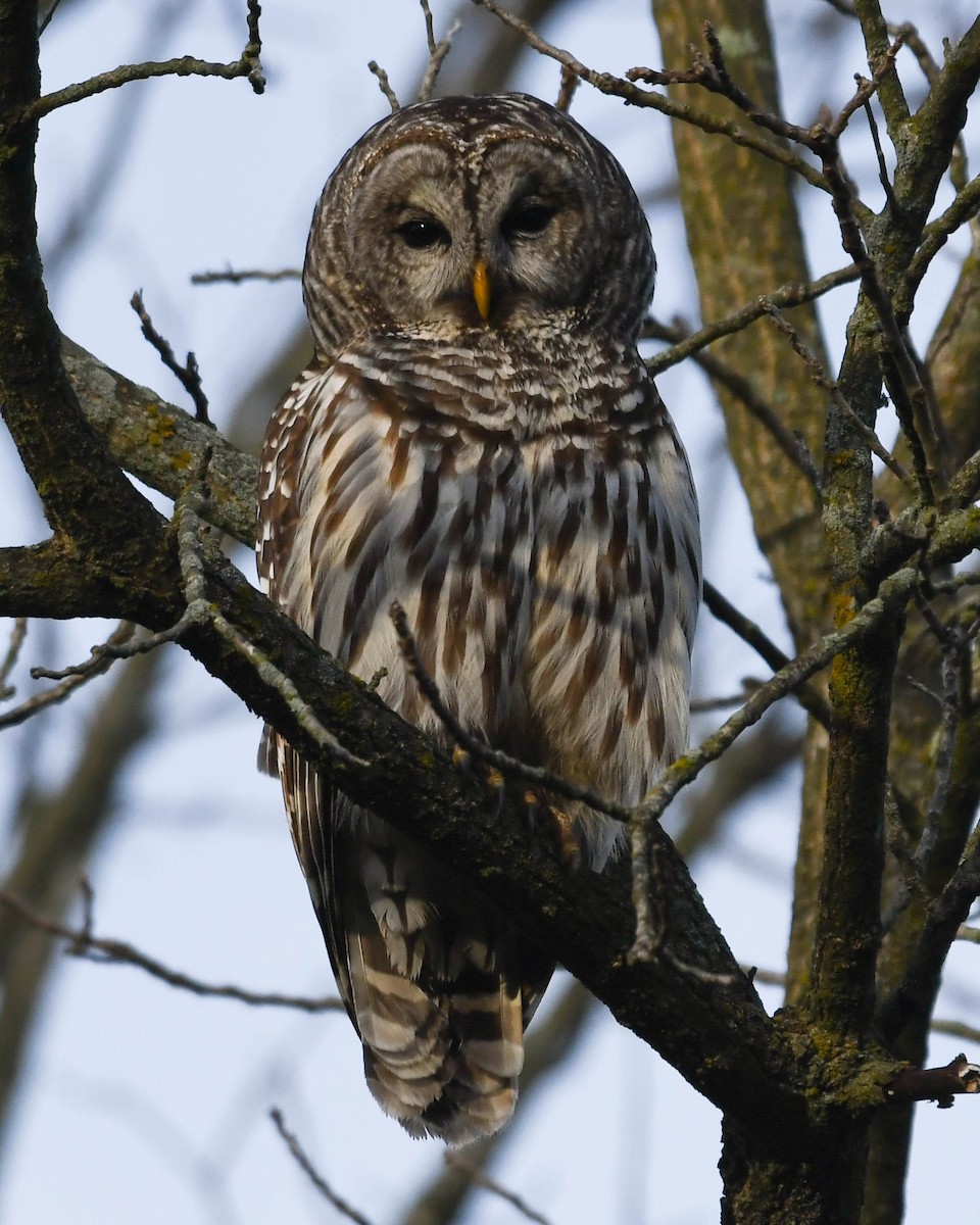 eBird Checklist - 10 Apr 2024 - home - 1 species