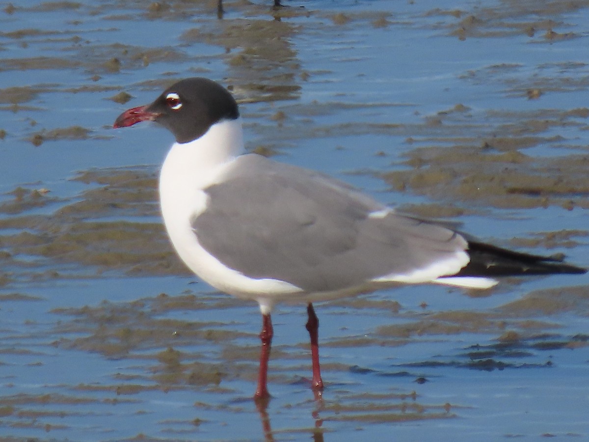 Laughing Gull - Frederick Bowes