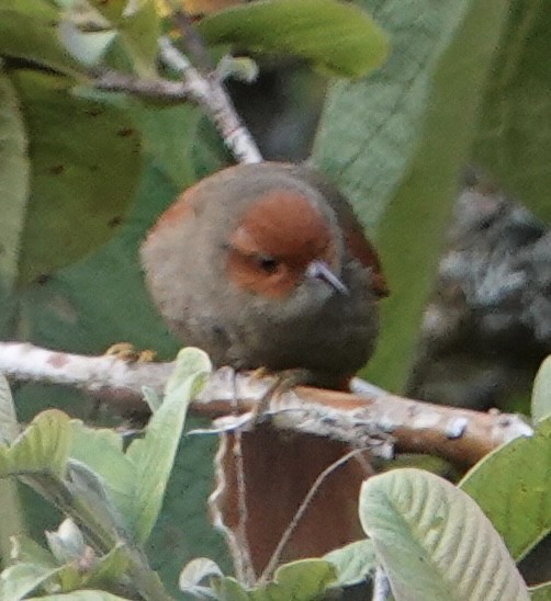 Red-faced Spinetail - ML617190037