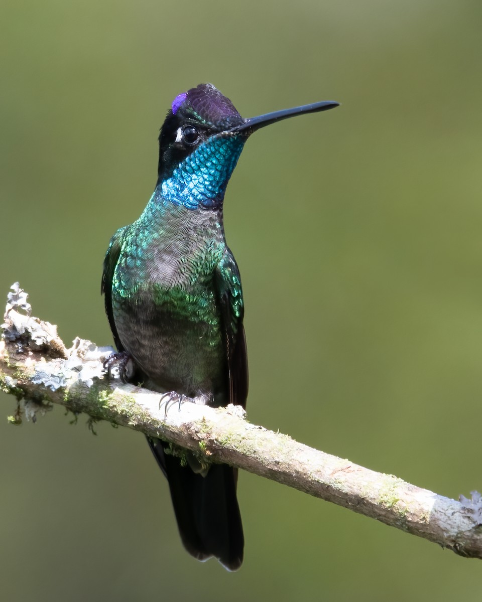 Talamanca Hummingbird - ML617190062