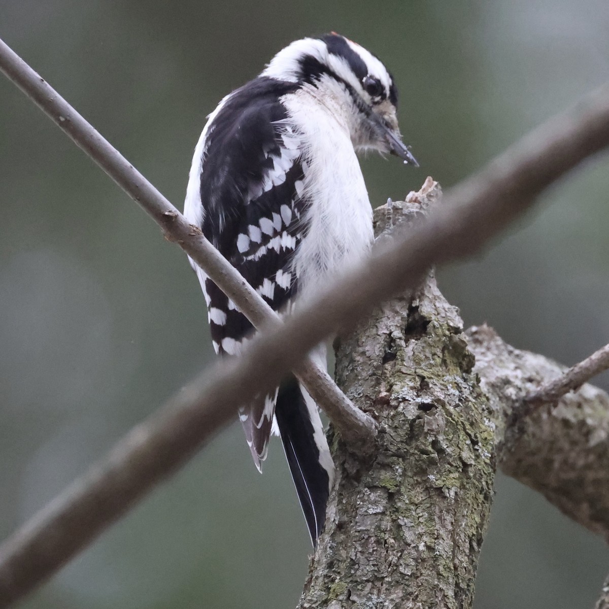 Downy Woodpecker - ML617190143