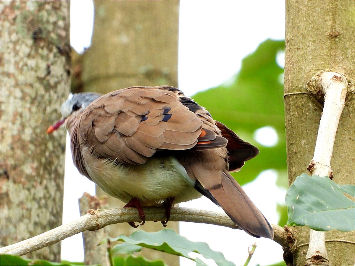 Blue-spotted Wood-Dove - ML617190165