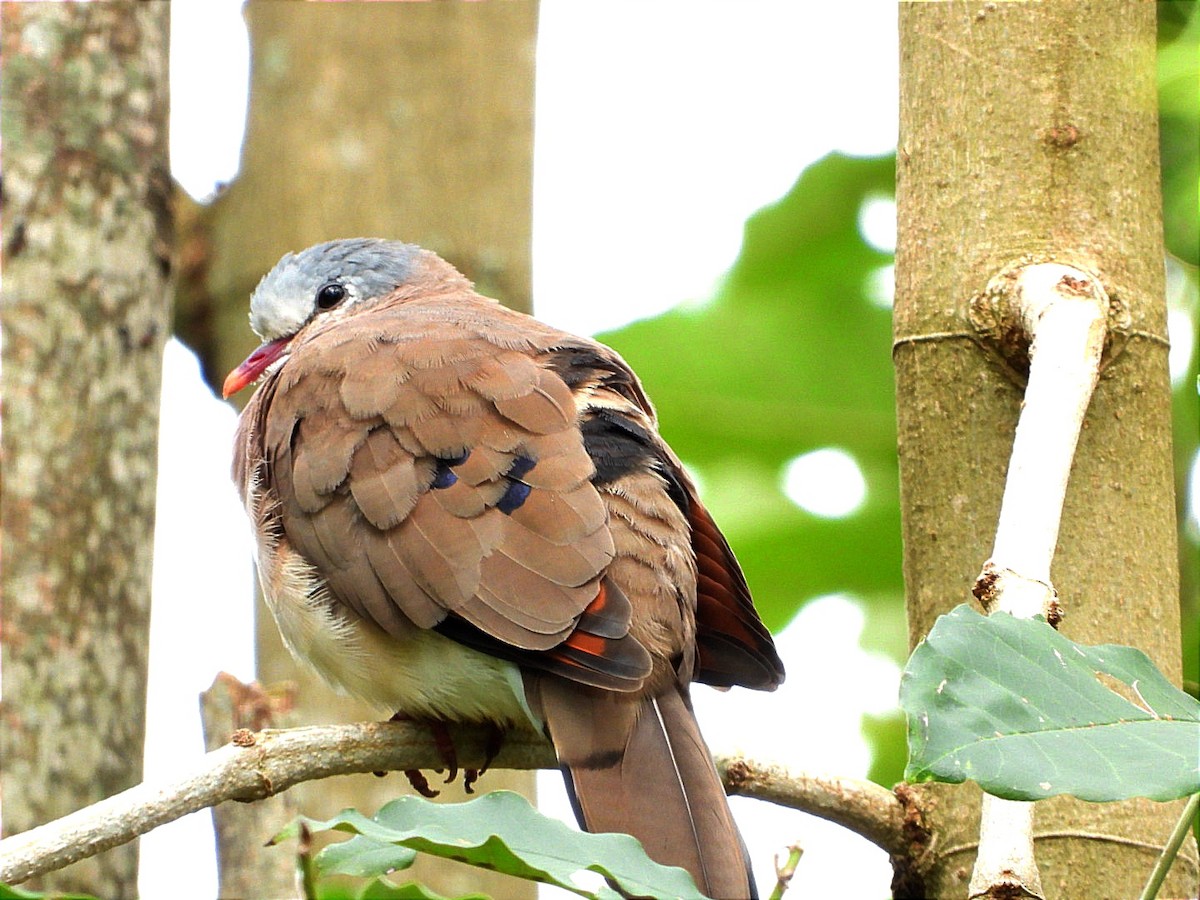 Blue-spotted Wood-Dove - ML617190167