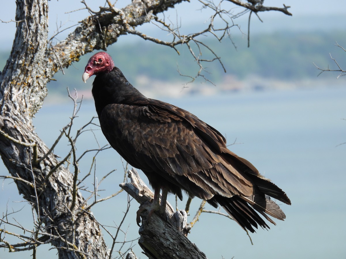 Turkey Vulture - Kathleen Dvorak