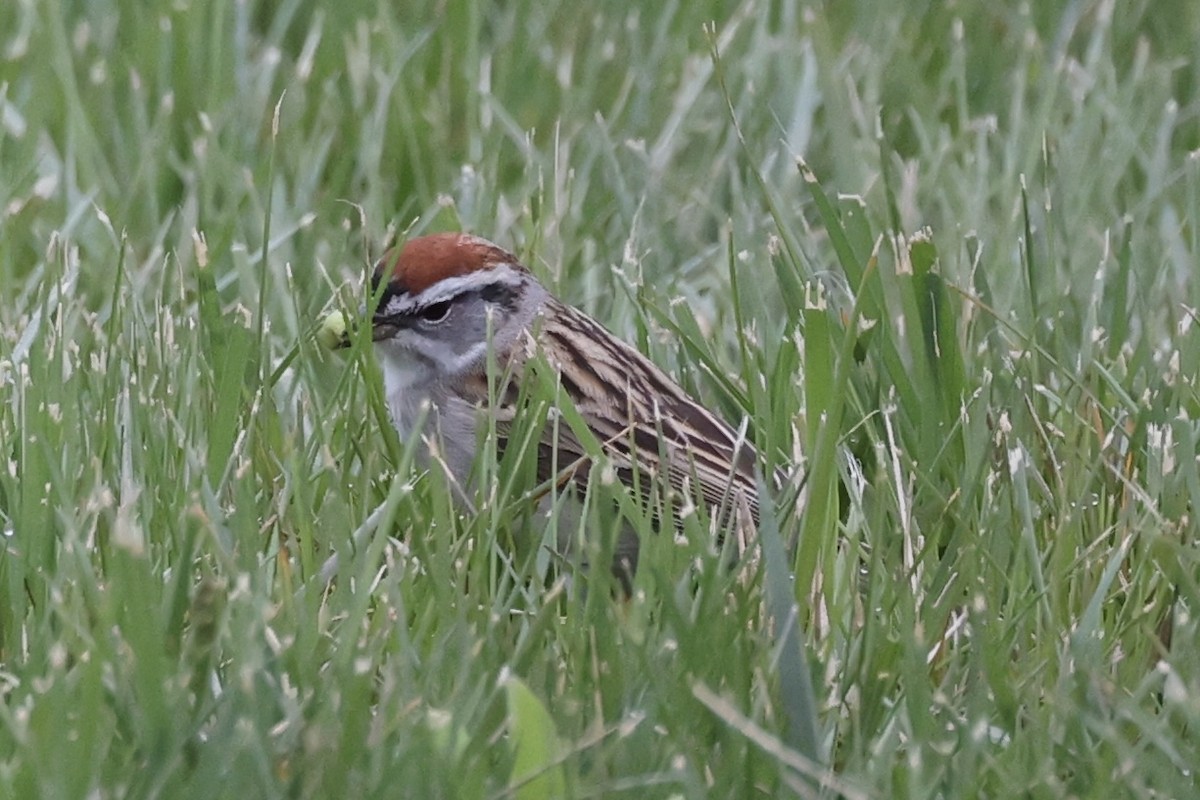 Chipping Sparrow - ML617190231