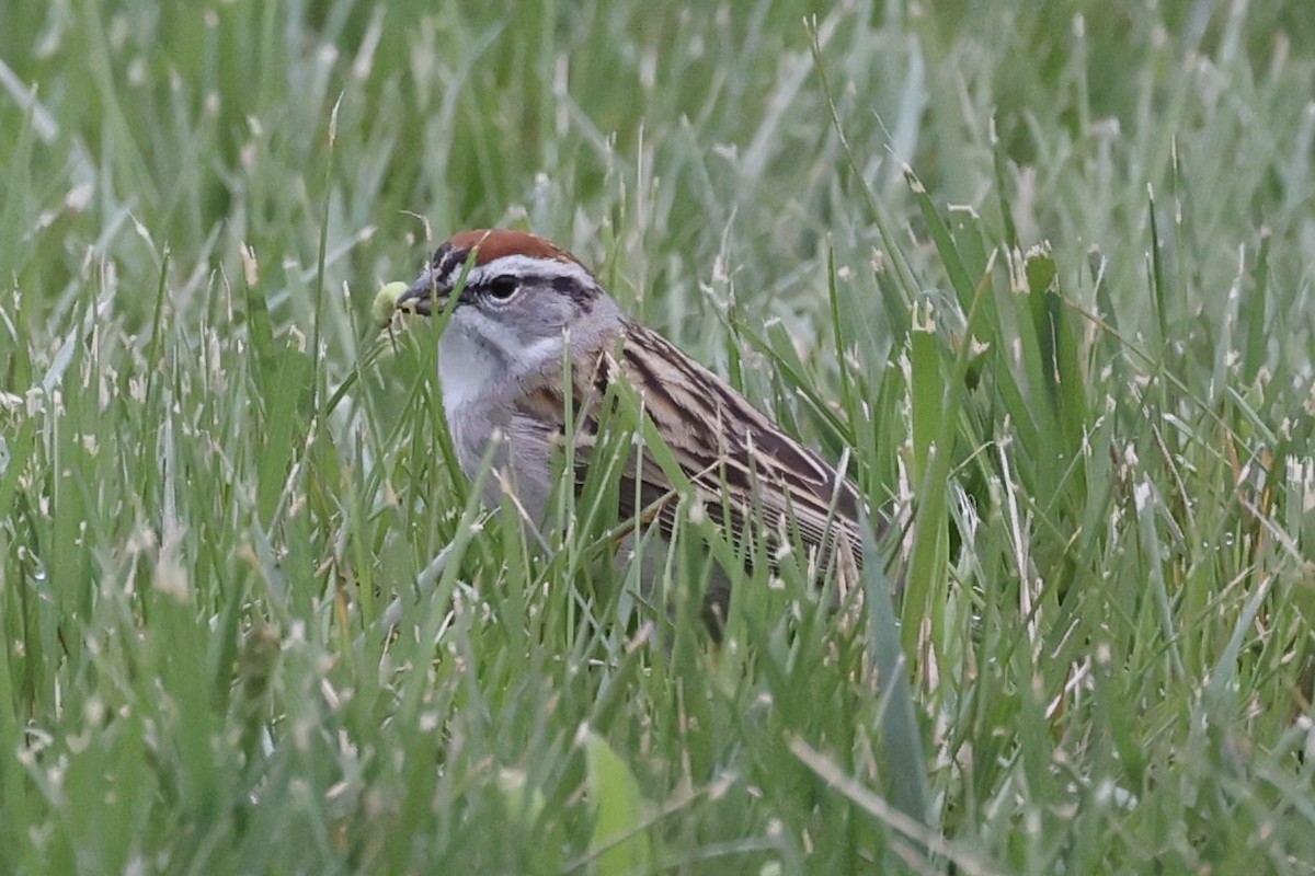 Chipping Sparrow - ML617190232