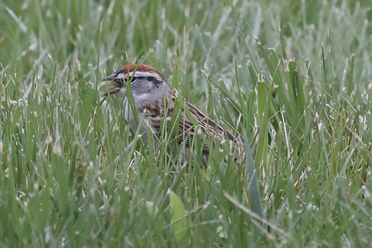 Chipping Sparrow - ML617190233