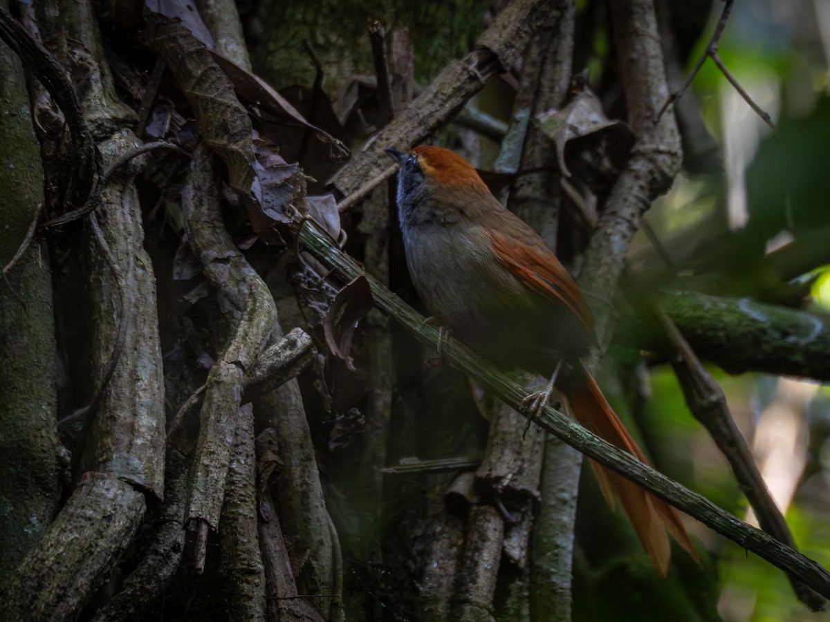 Rufous-capped Spinetail - ML617190296
