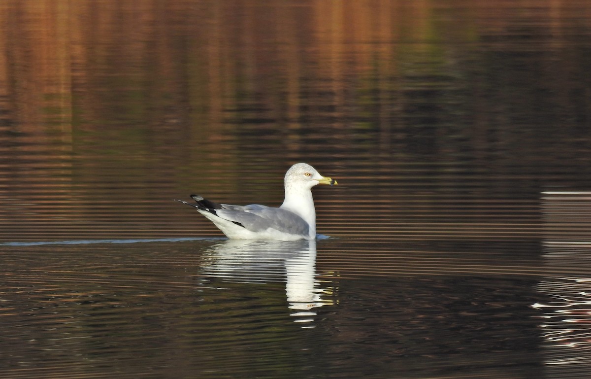 Ring-billed Gull - Jarvis Shirky