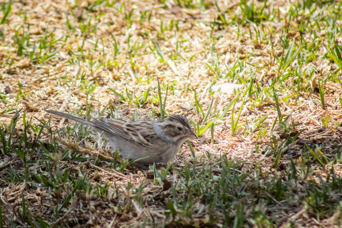 Clay-colored Sparrow - ML617190309