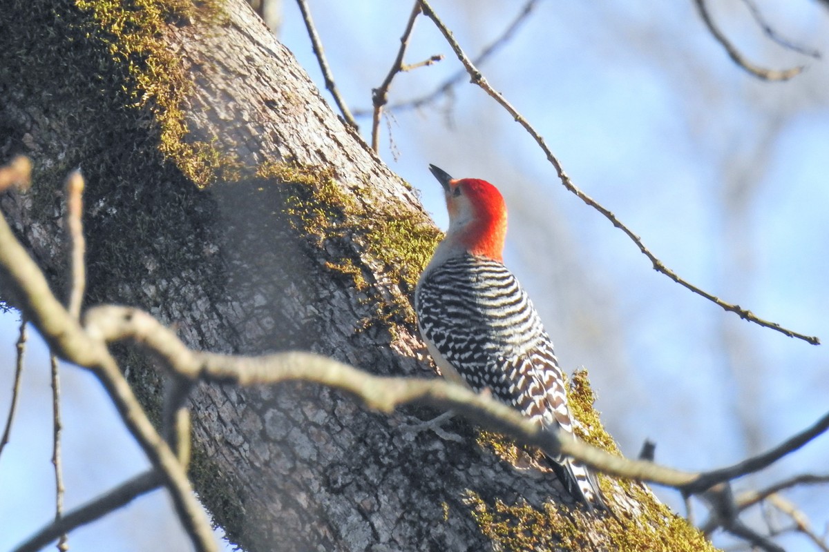 Red-bellied Woodpecker - ML617190321