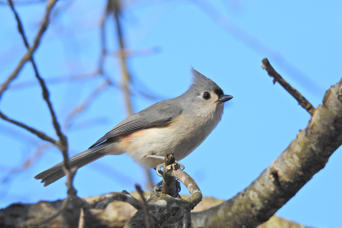 Tufted Titmouse - Jarvis Shirky