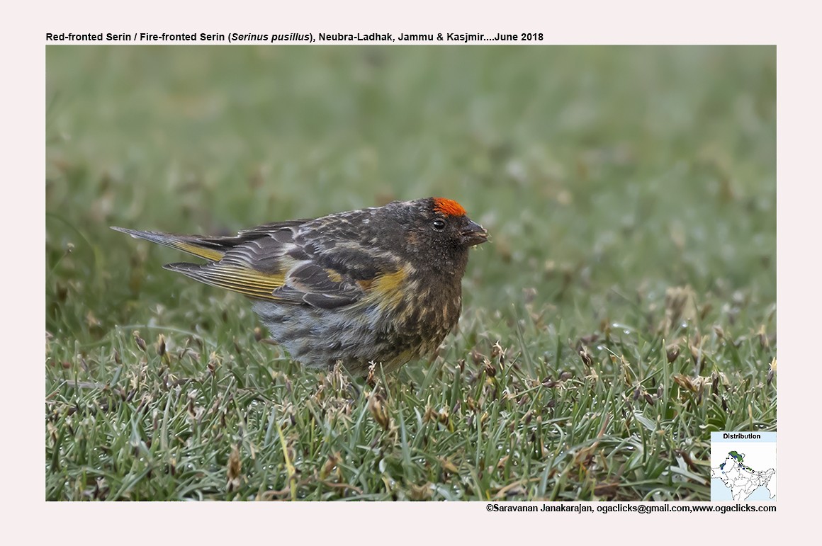 Fire-fronted Serin - ML617190347