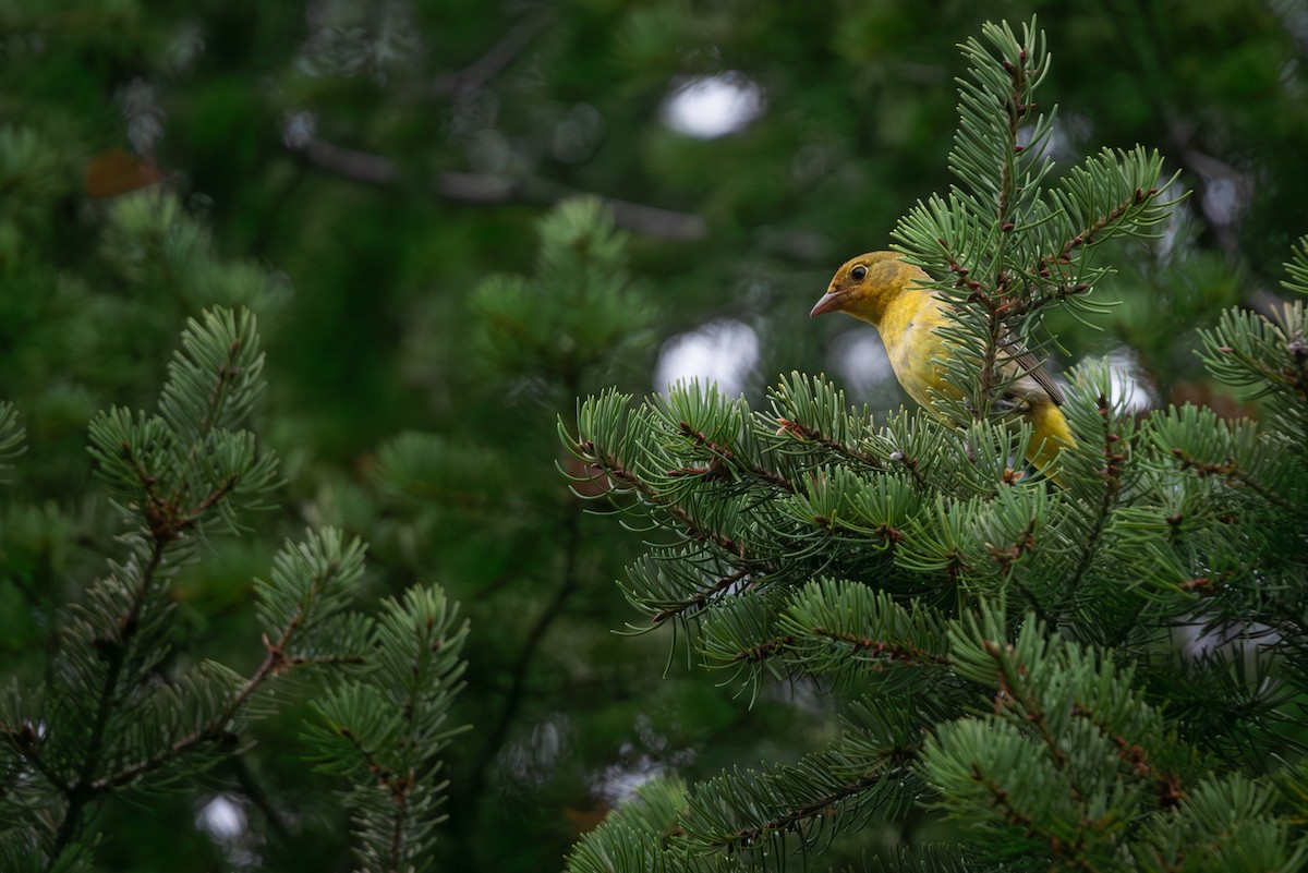 Western Tanager - ML617190394
