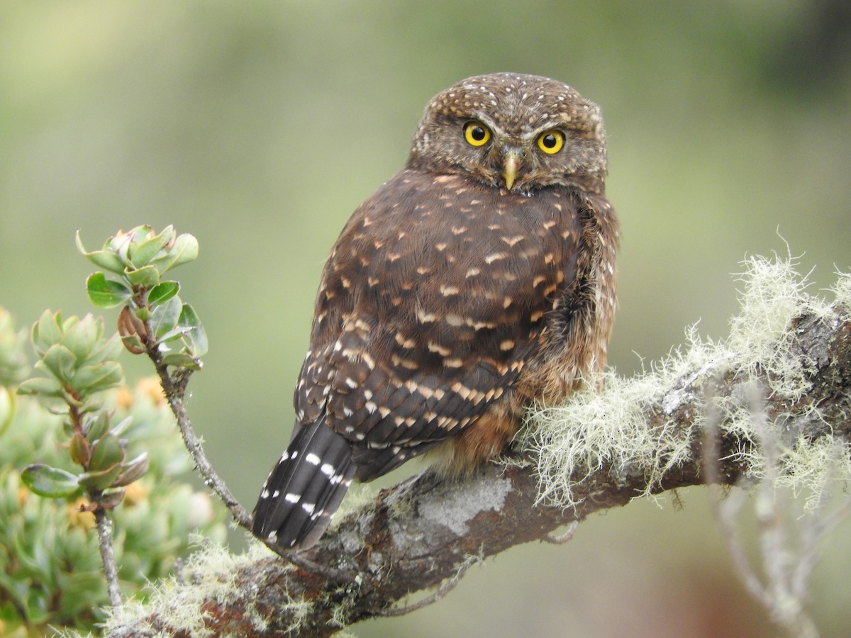 Andean Pygmy-Owl - Julio P