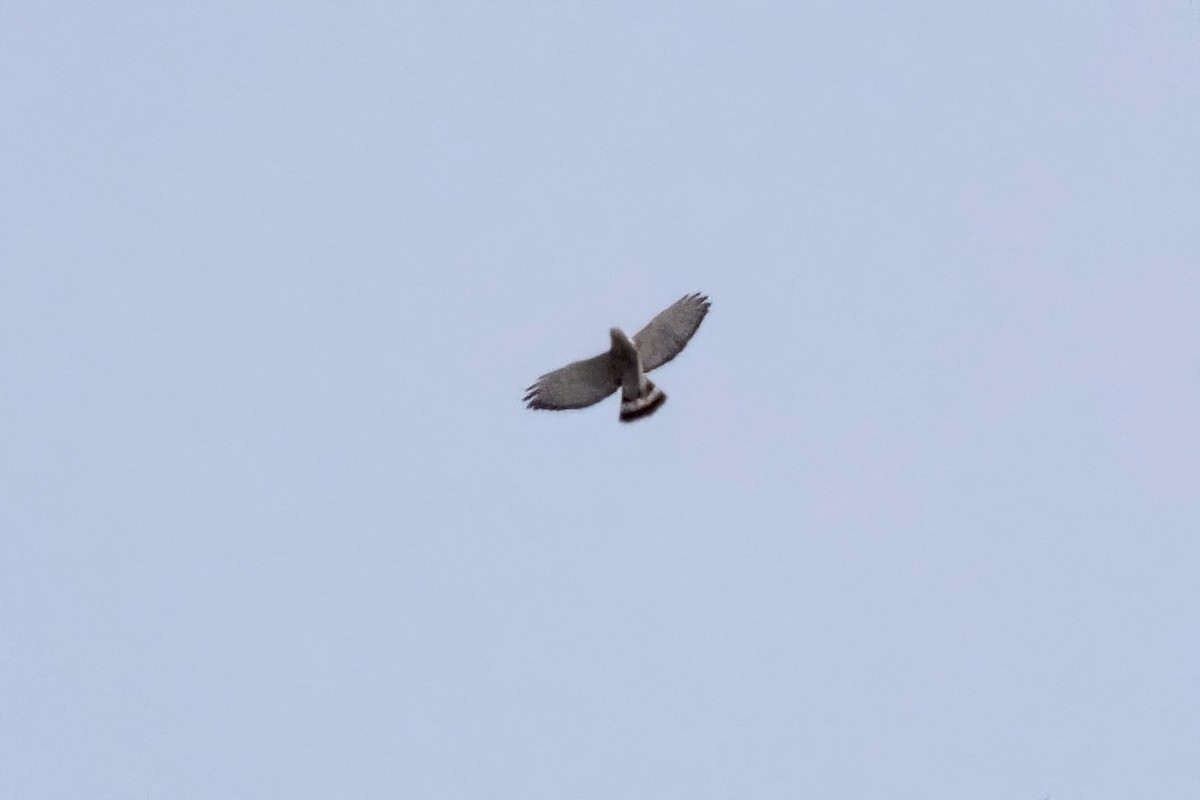 Broad-winged Hawk - ML617190480