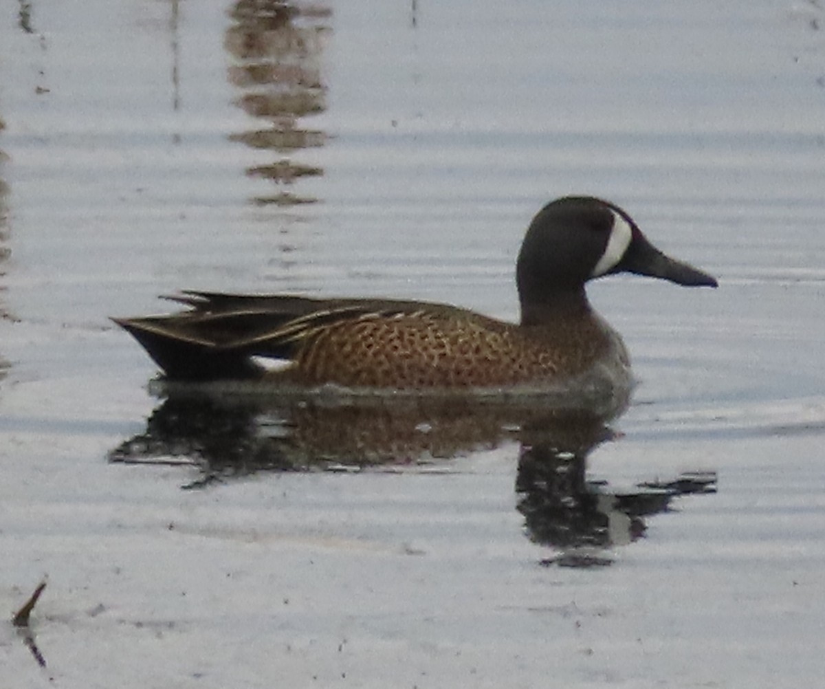 Blue-winged Teal - ML617190551