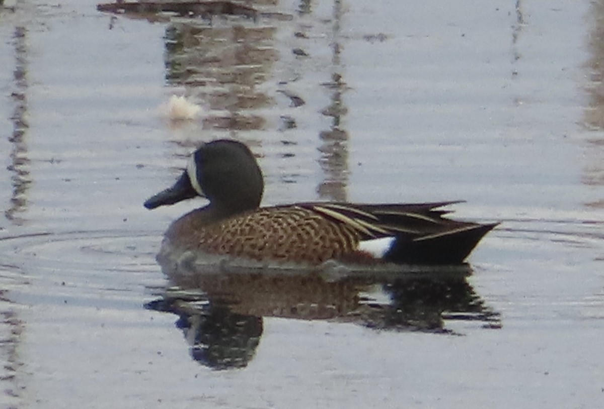Blue-winged Teal - ML617190552