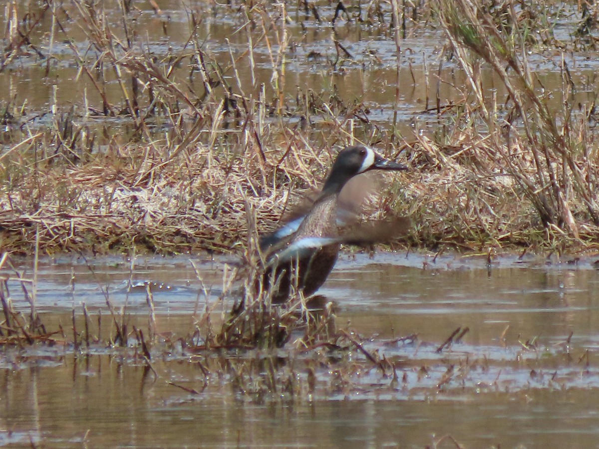 Blue-winged Teal - ML617190680