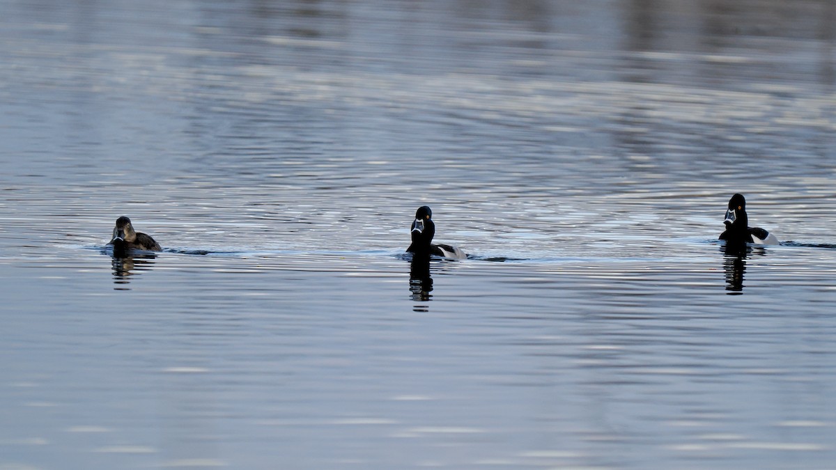 Ring-necked Duck - Bruce Gates